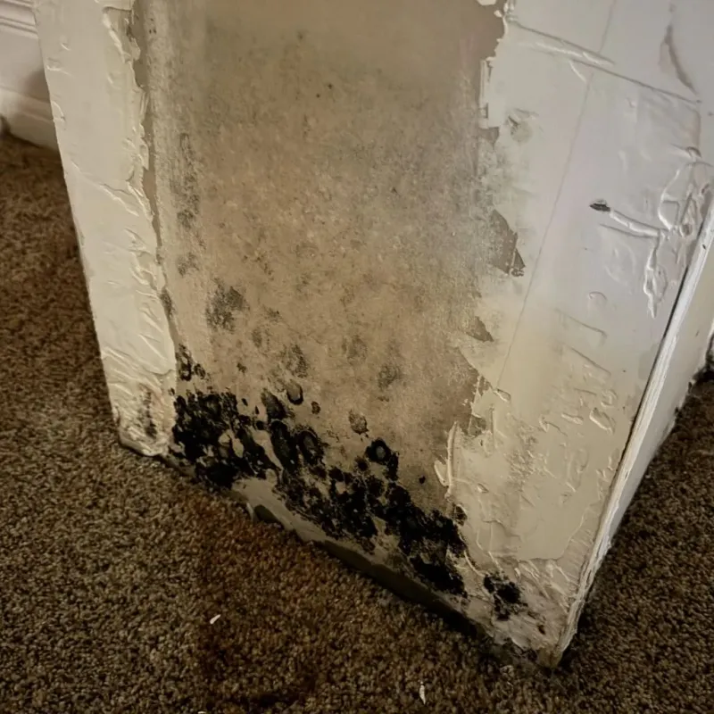 Professional Mold Removal in Detroit, MI